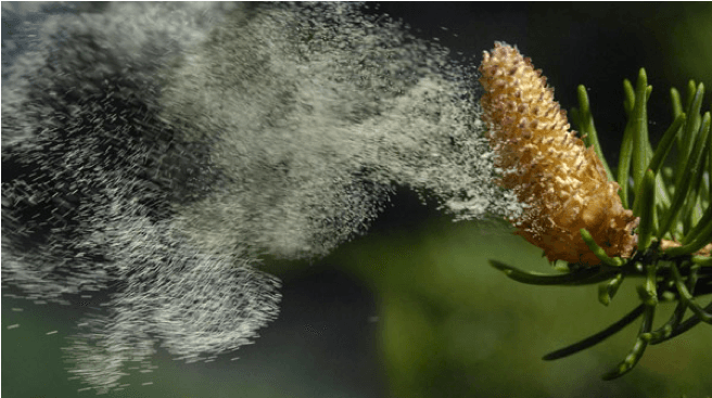 Health in Our Backyard: Pine Pollen Benefits