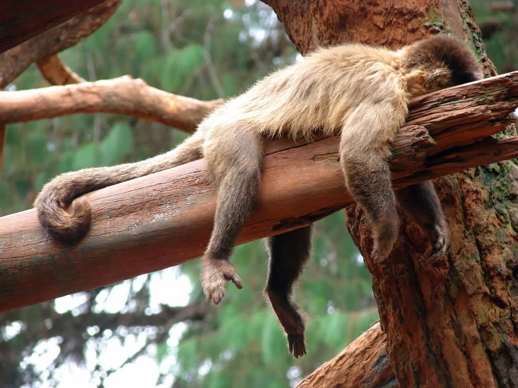 Drunken Monkey History of Man: NSFW Proof Alcohol Is Paleo