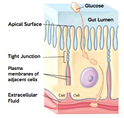 10 Tips for Healing Leaky Gut