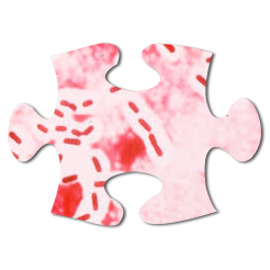 clostridium and autism