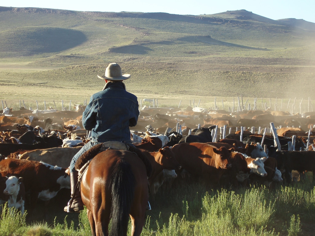Herded Cattle