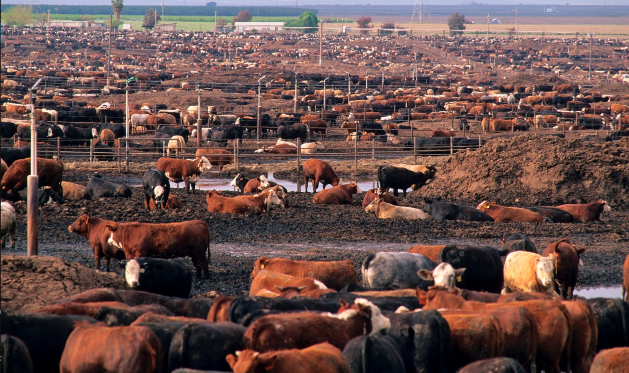 industrial feedlot model