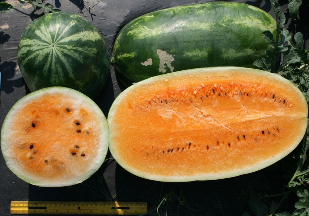 orange watermelon 5 things you didn't know about watermelons