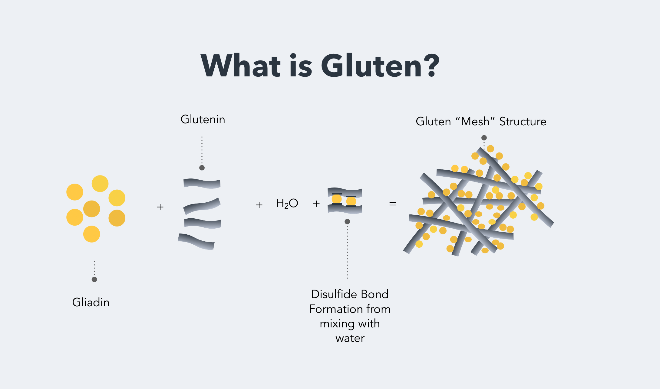 What Is Gluten It s Probably Not What You Think 