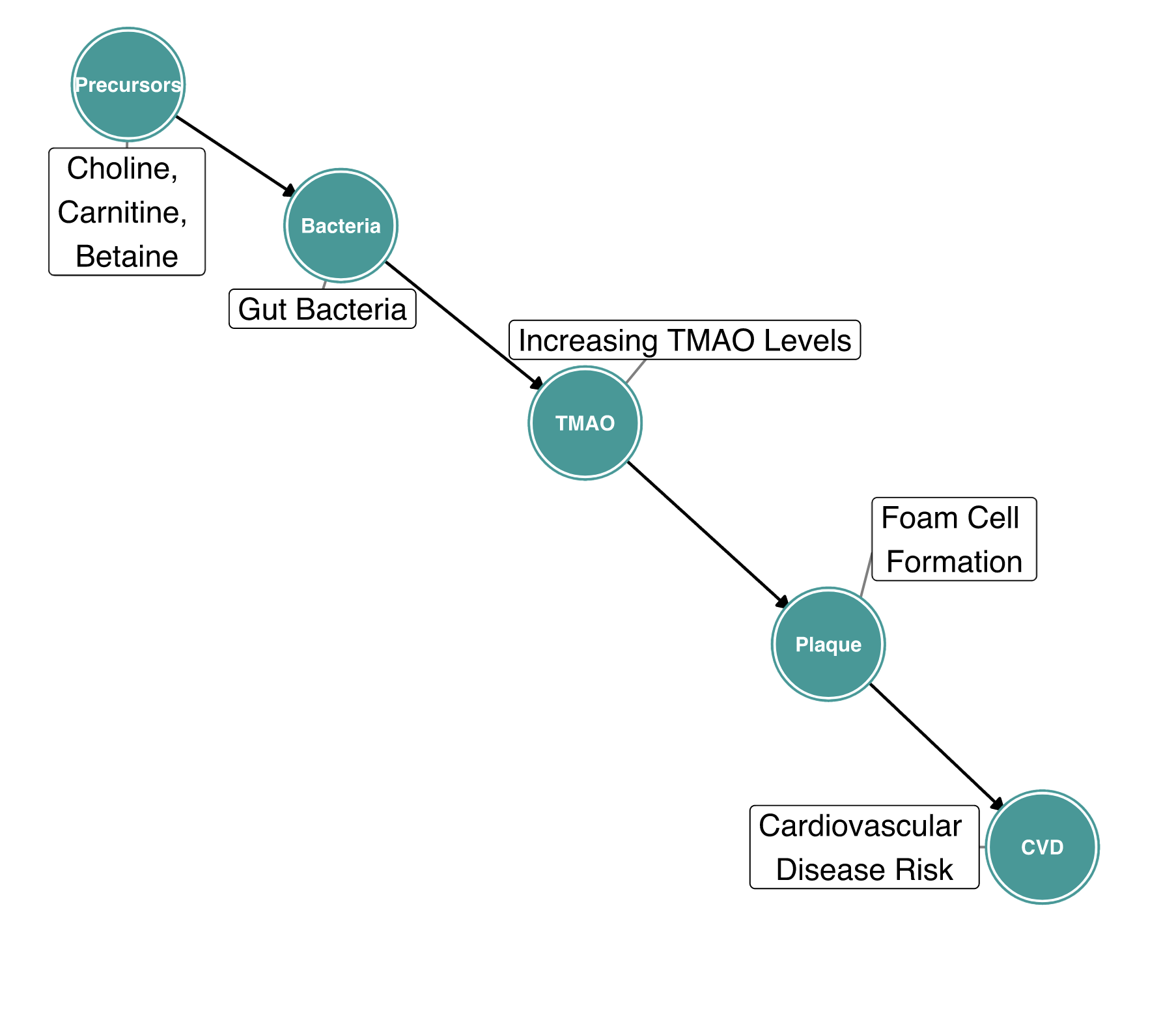 TMAO and Cardiovascular Disease • Paleo Foundation